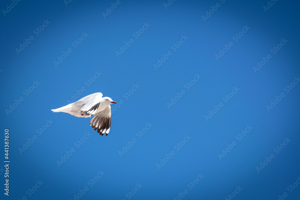 Obraz premium white swan flying in the sky