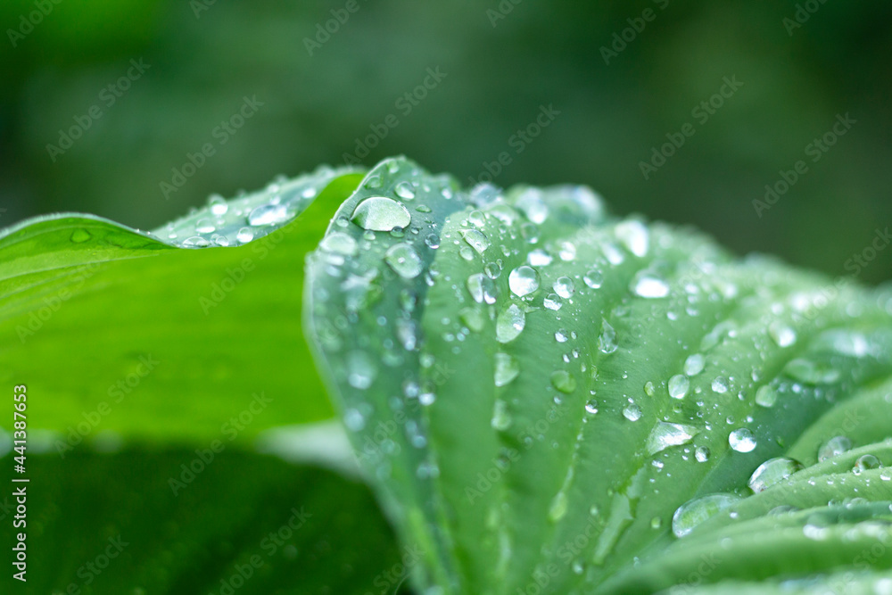 Grass in the garden with water drops on green leaves with a copy of the space. Close-up Grass in the garden with water drops on green leaves with a copy of the space. Close-up