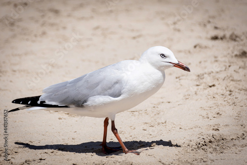 seagull on the beach