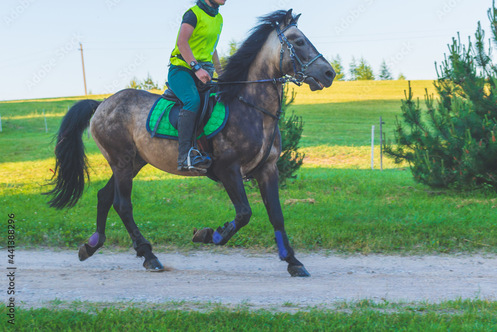Woman racing, riding horse in summer nature.Equestrian on a horse.Horse in motion.Nature summer forest background. Woman racing, riding horse in summer nature.Equestrian on a horse.Horse in motion.Nature summer forest background.
