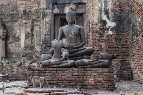 lopburi singes