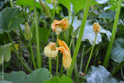 Pumpkin flowers and buds in the backyard