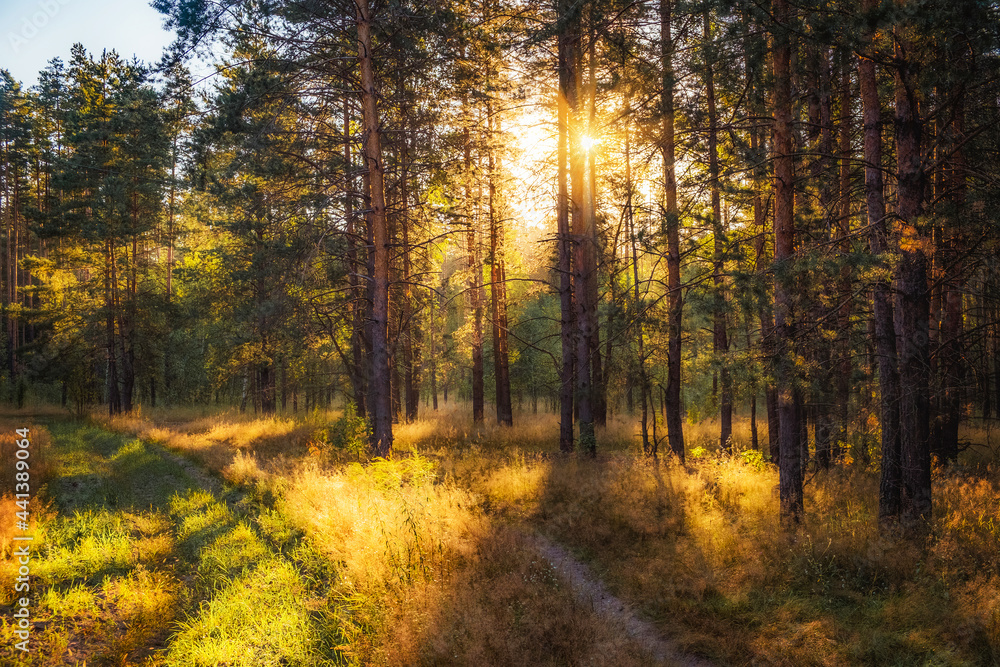 Autumn forest in the rays of the sun.