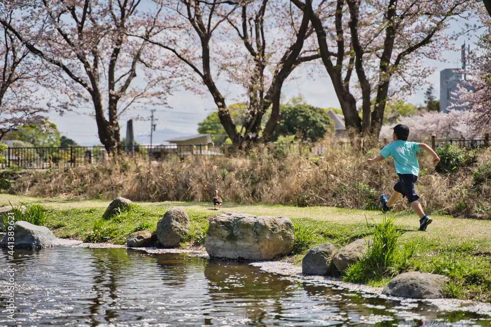 Fototapeta premium 鴨を追いかける子供