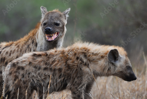 Fotótapéta A mother spotted hyena and its young, Kruger National Park, South Africa