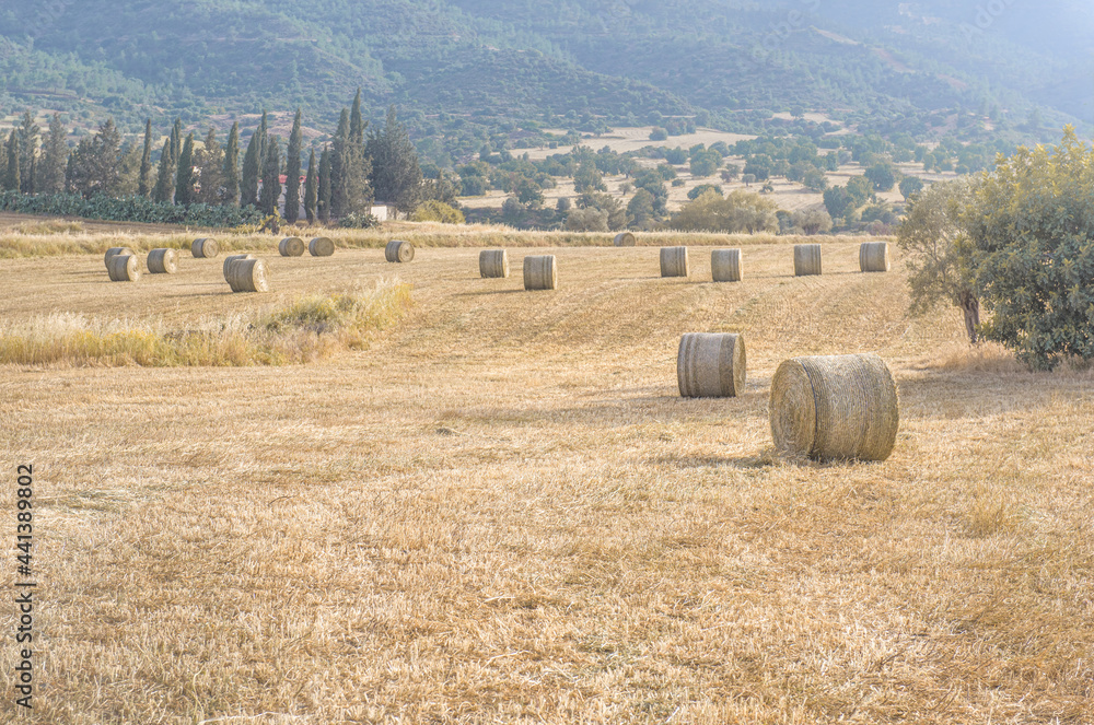 Hay bales in a field of yellow dry grass in Mediterranean landscape