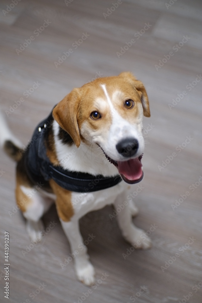 hound dog portrait hound dog portrait