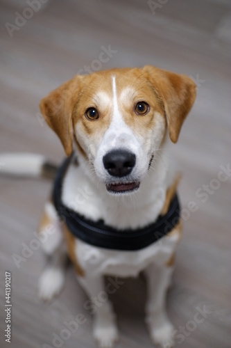 hound dog portrait