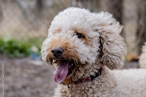 poodle puppy in grass © CTembert
