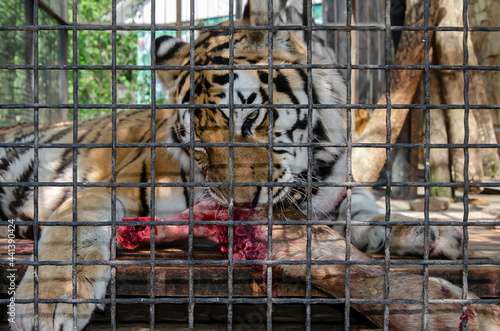 Tiger chews on the leg of a roe deer in a cage