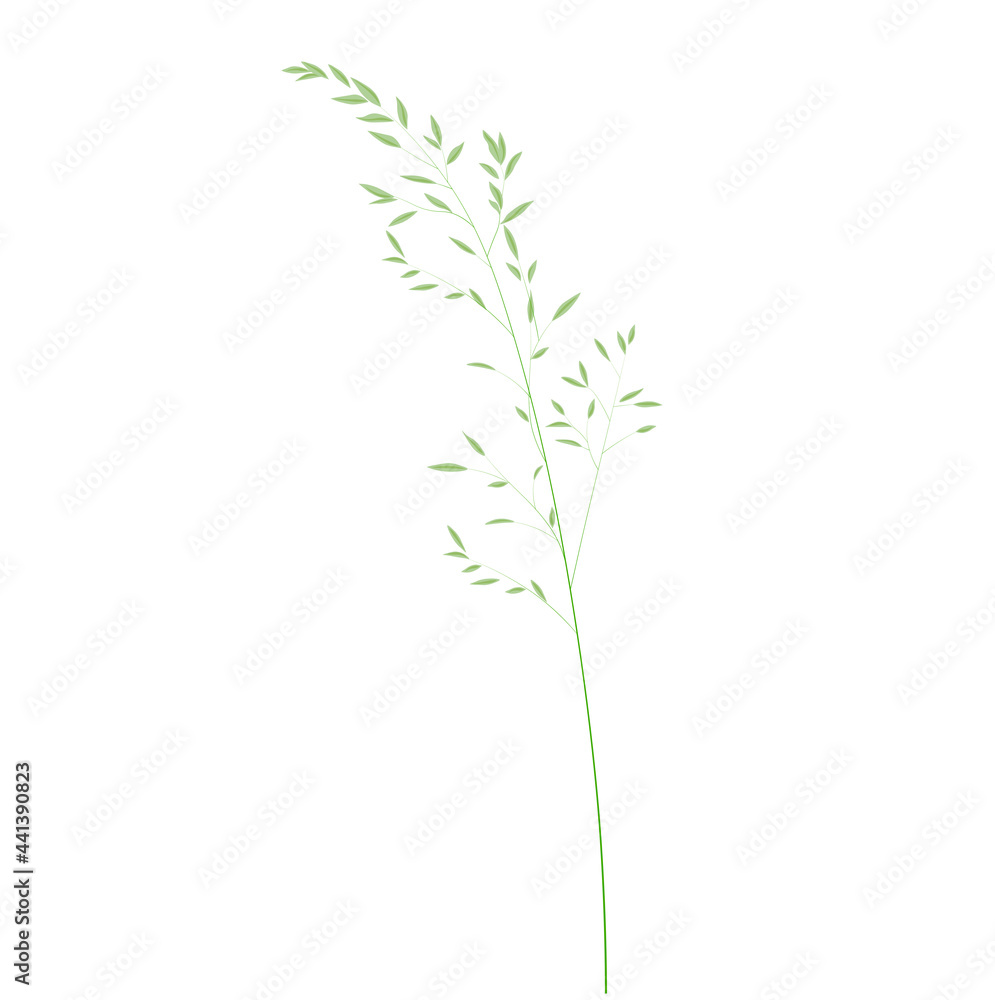 Wild grass shoots vector stock illustration. Fresh green young grass. Panicle. Template for a wedding card. Isolated on a white background. - obrazy, fototapety, plakaty 