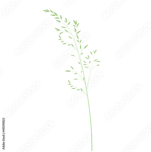 Wild grass shoots vector stock illustration. Fresh green young grass. Panicle. Template for a wedding card. Isolated on a white background.