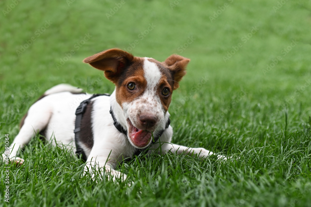 cane prato giocare lingua bocca cane prato giocare lingua bocca