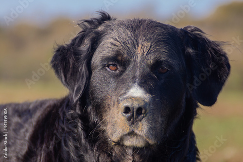 tete golden retriever 1