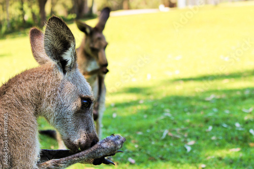 kangourou australie