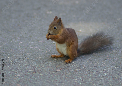 squirrel, animal, rodent,