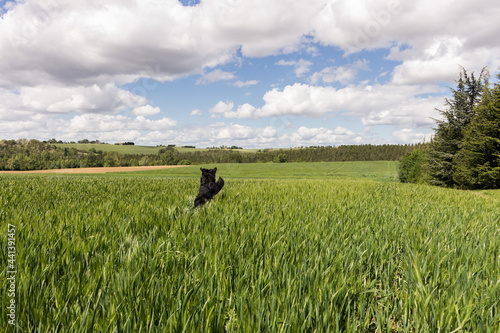 golden retriever  campagne