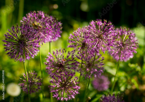 flower  purple  nature  plant  garden  allium  flowers  