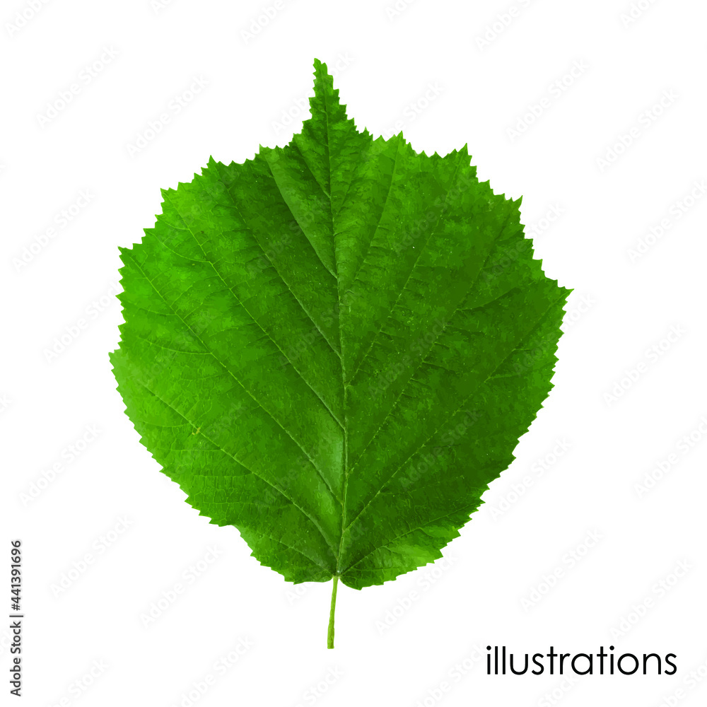 Green leaf of a hazel tree on a white background Green leaf of a hazel tree on a white background