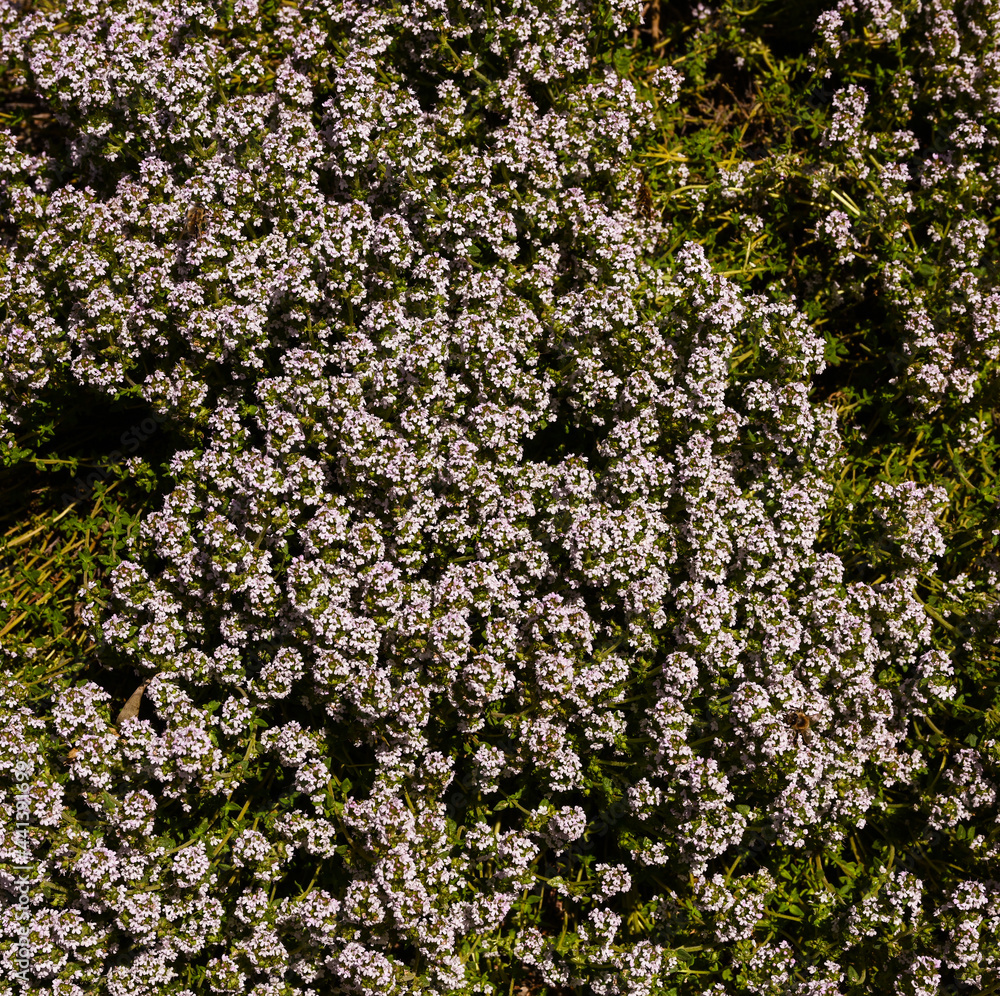 Flowers of the common Mediterranean Thyme (Thymus vulgaris). KIT Karlsruhe, Baden Wuerttemberg, Germany Flowers of the common Mediterranean Thyme (Thymus vulgaris). KIT Karlsruhe, Baden Wuerttemberg, Germany