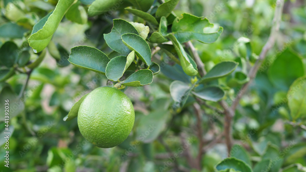 A healthy calamansi tropical lime plant growing fresh at outdoors.Green nature.