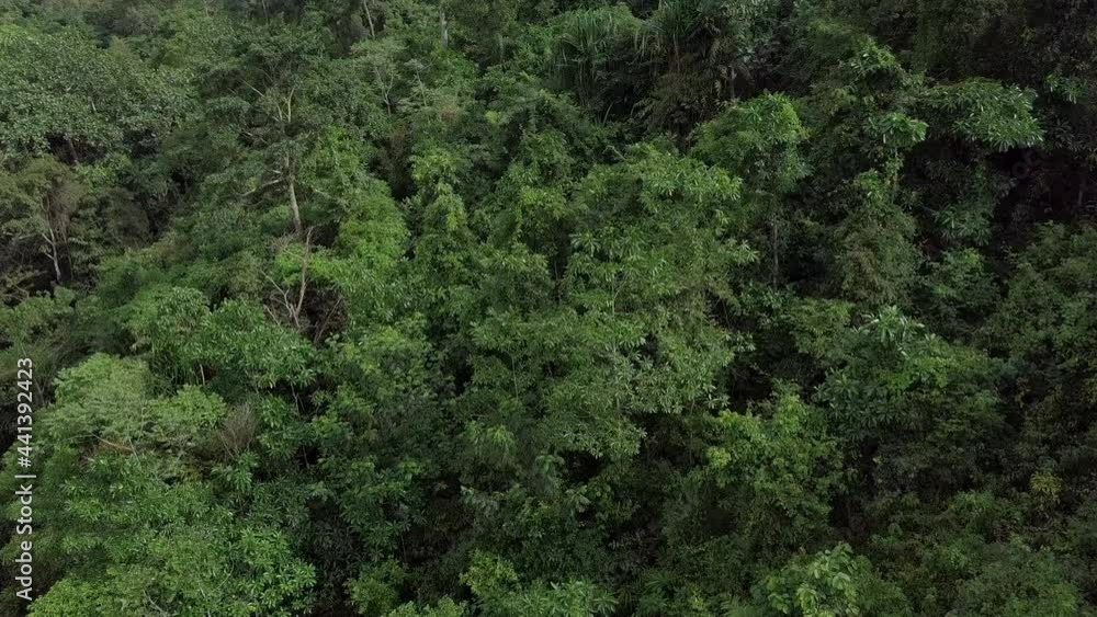 Birds view angle of dense rain forest jungle - Drone footage Koh Samui island in Thailand 2 Birds view angle of dense rain forest jungle - Drone footage Koh Samui island in Thailand 2