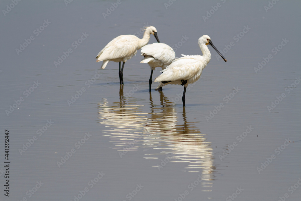 Spatule Eurasienne Platalea leucorodia pêchant dans des eaux peu profondes Spatule Eurasienne Platalea leucorodia pêchant dans des eaux peu profondes