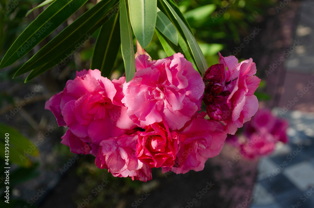 Close up view pink oleander or Nerium flower blossoming on tree. Beautiful floral background