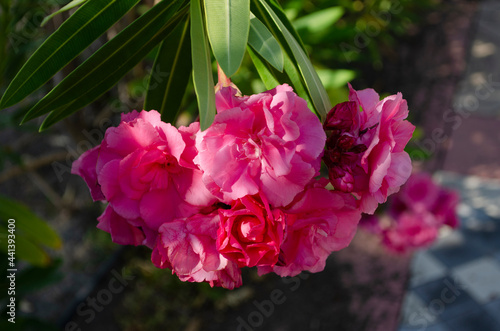 Close up view pink oleander or Nerium flower blossoming on tree. Beautiful floral background