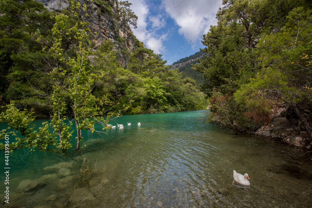 Obraz premium Travel through the Goyniuk Canyon. Beautiful places in Turkey. Mountain river and rocks in Kemer.