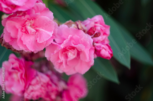 Close up view pink oleander or Nerium flower blossoming on tree. Beautiful floral background © maria