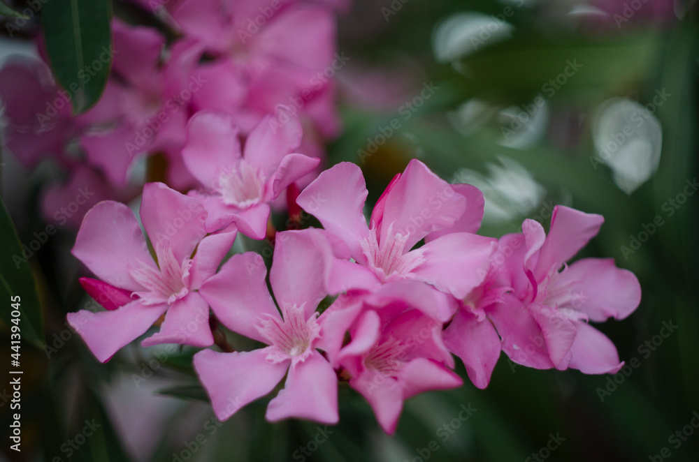Fototapeta premium Close up view pink oleander or Nerium flower blossoming on tree. Beautiful floral background