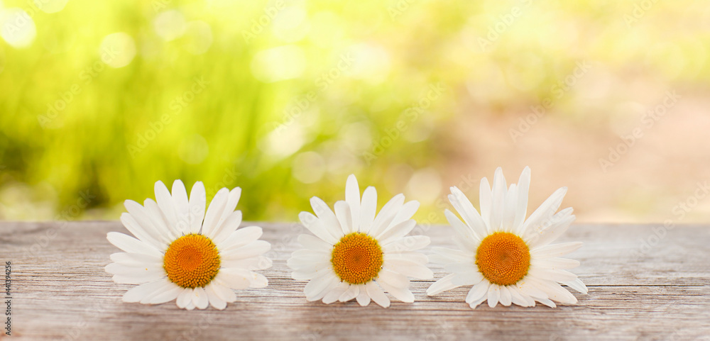 Obraz premium background with three inflorescences of daisies on a wooden table