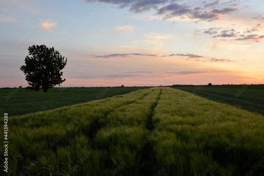 sunset in rural landscape in Vojvodina