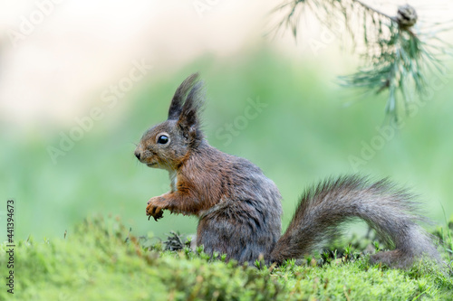  Beautiful Eurasian red squirrel  Sciurus vulgaris   in the forest of Noord Brabant in the Netherlands. 