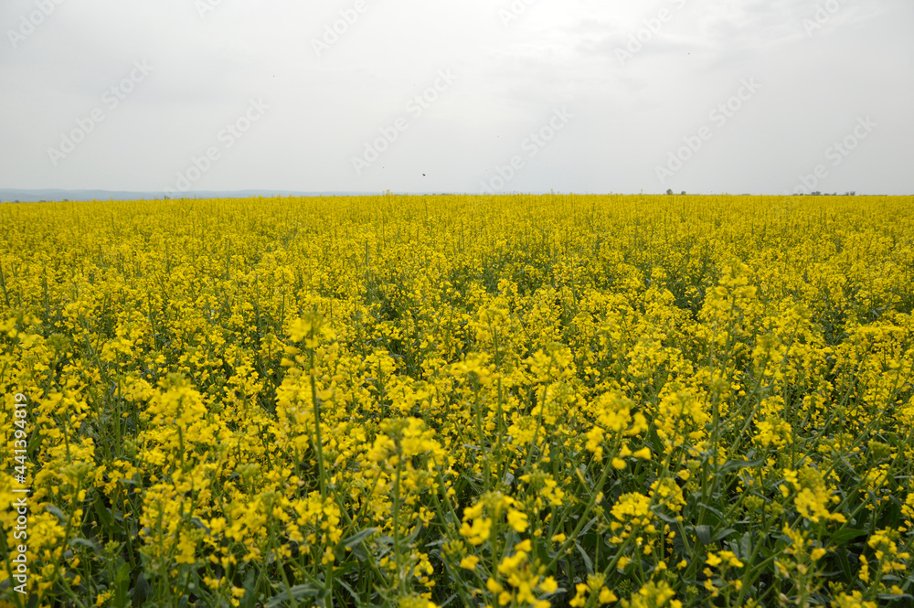 yellow blooming rapeseed field in Vojvodina yellow blooming rapeseed field in Vojvodina