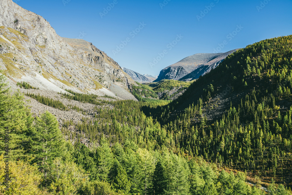 Fototapeta premium Scenic sunny alpine landscape with narrow valley and green mountains with coniferous forest of larches trees under blue sky. Mountain vastness in sunlight. Beautiful green highland view in sunshine.
