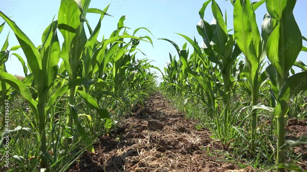 Corn Field, Cultivated Land, Cereals, Maize Harvest, Agriculture Crops, Farming Production Corn Field, Cultivated Land, Cereals, Maize Harvest, Agriculture Crops, Farming Production