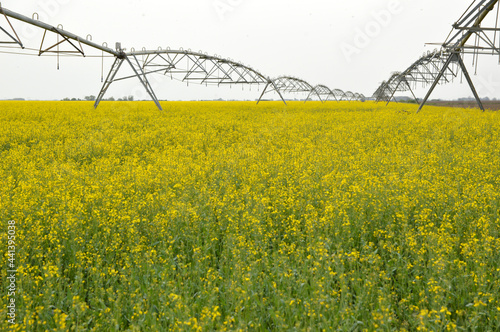 blooming rapeseed field with irrigation system in Vojvodina