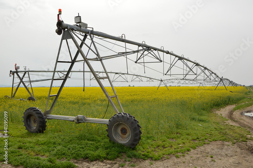 blooming rapeseed field with irrigation system in Vojvodina