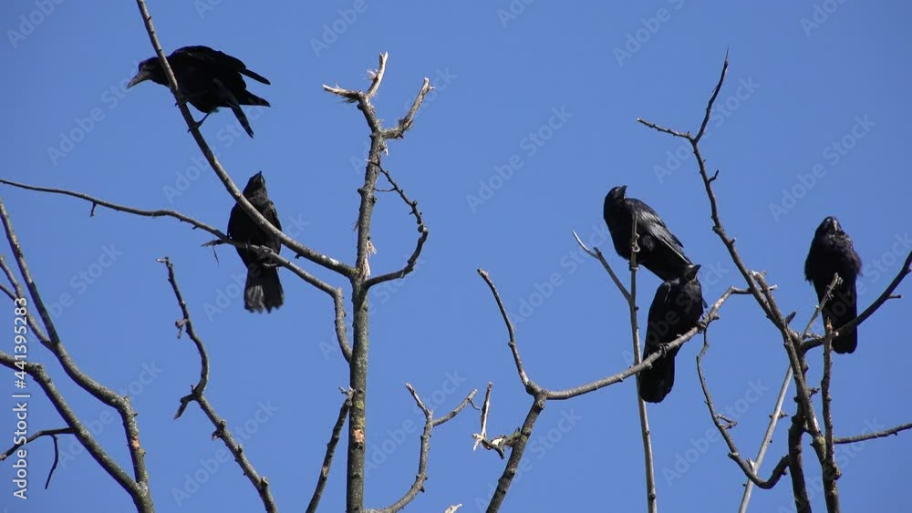 Crows on Branch, Flying Flock, Crowd of Raven in Tree, Black Bird, Birds Close up in Summer Nature, Natural Environment Crows on Branch, Flying Flock, Crowd of Raven in Tree, Black Bird, Birds Close up in Summer Nature, Natural Environment
