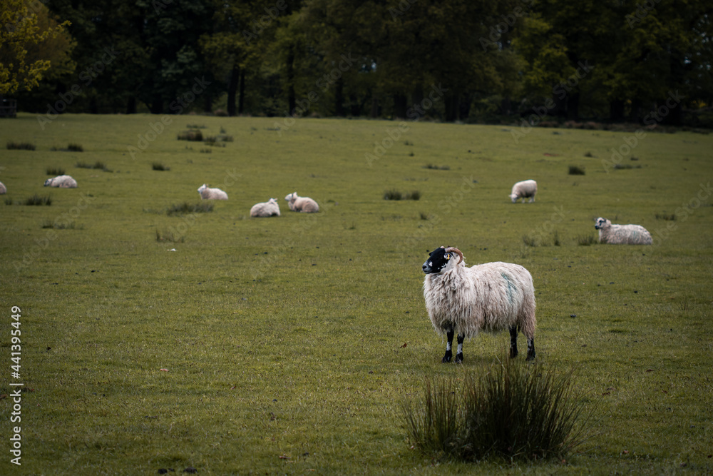 sheep in the field