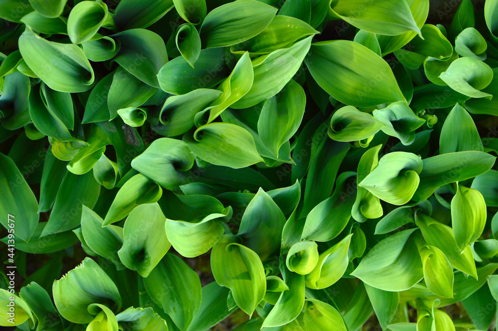 Obraz premium lily of the valley green leaves