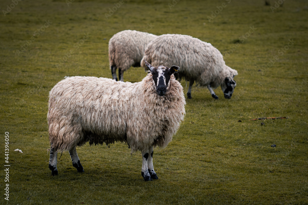 Obraz premium Some sheep standing in a field in Tatton Park.