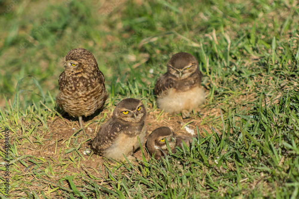 Owl family in the park in Mairiporã, São Paulo countryside. Família de corujas no parque em Mairiporã, interior de São Paulo Owl family in the park in Mairiporã, São Paulo countryside. Família de corujas no parque em Mairiporã, interior de São Paulo