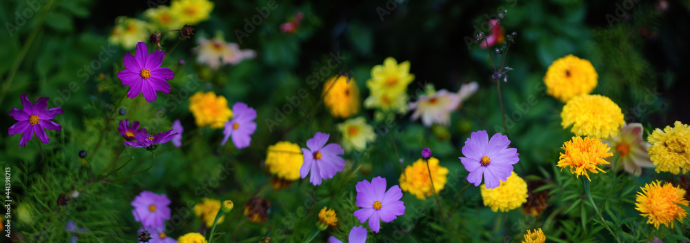 beautiful banner background yellow and purple flowers marigolds and cosmea. Nature background.