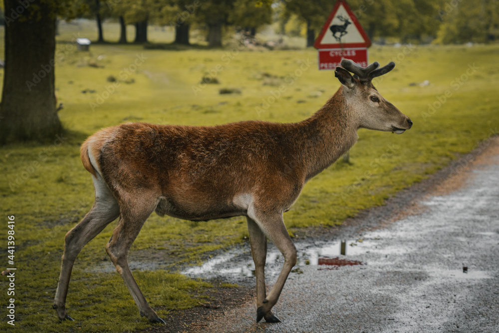 A deer wandering through a field in Tatton Hall. A deer wandering through a field in Tatton Hall.