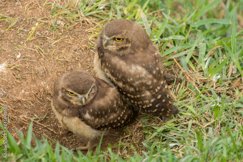 Família de corujas no parque em Mairiporã, interior de São Paulo - Owl family in the park in Mairiporã, São Paulo countryside