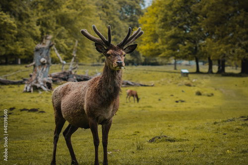 A deer wandering through a field in Tatton Hall.