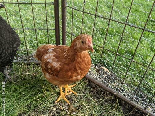 chicken in the farm